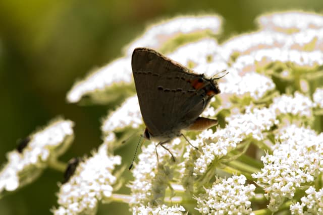A hairstreak butterfly on white wildflowers