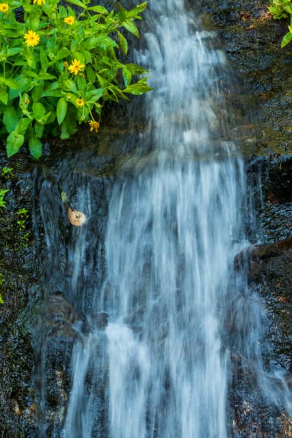 Small cascade with silky, long-exposure water tumbling over dark wet rocks, yellow wildflowers spilling in from the top-left