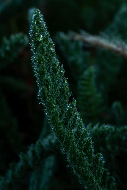 Moody macro of a dew-covered feathery green frond against a dark background, water droplets catching the light