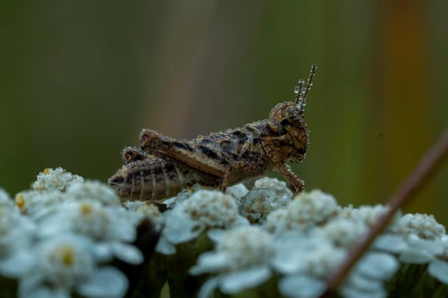 Dew-covered grasshopper resting on a cluster of white yarrow flowers, water droplets beaded across its body