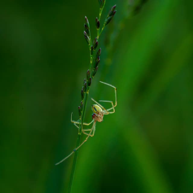 Long-legged spider poised on a slender grass seed head, lush green bokeh behind