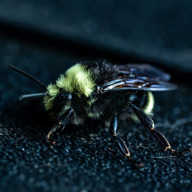 Low-key close-up of a fuzzy yellow-and-black bumblebee against a dark background