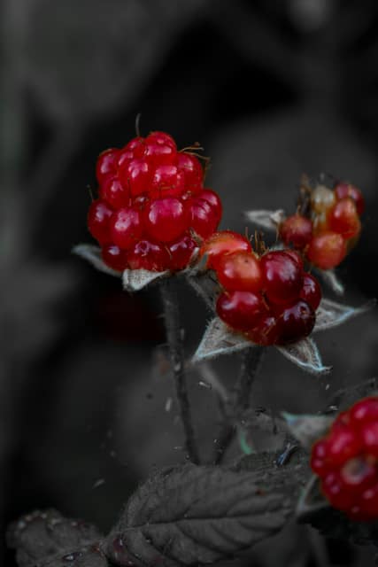 Cluster of ripe red wild berries glowing against a moody, desaturated dark background