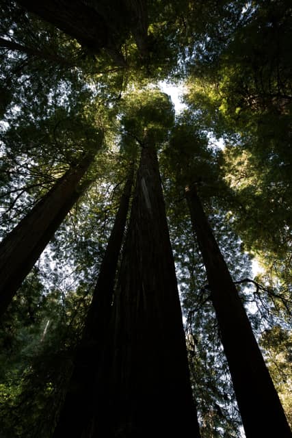 Looking straight up redwood trunks into the forest canopy