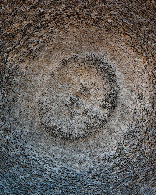 Abstract macro of weathered wood, concentric growth rings pocked with dark cavities