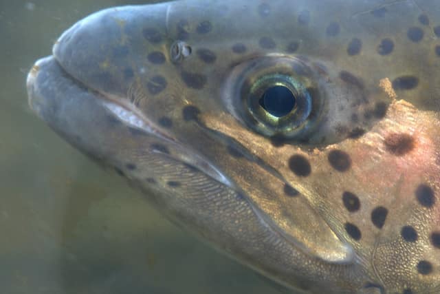 A rainbow trout eye to eye, close up through the water