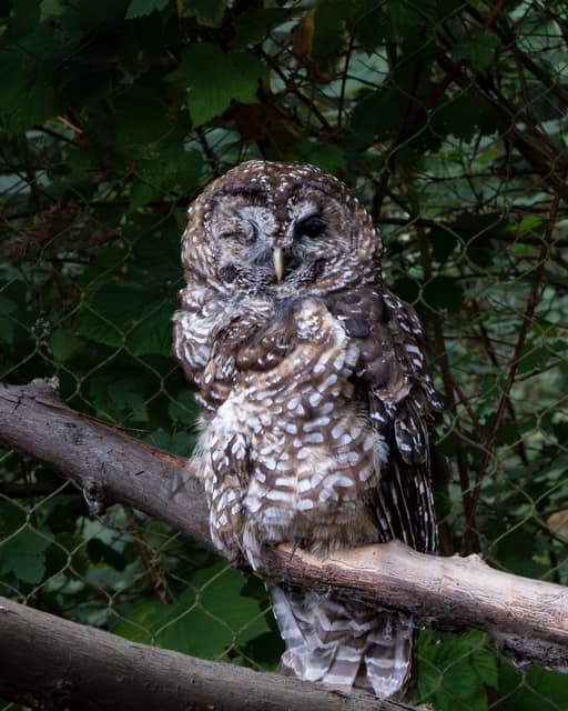 Spotted owl perched on a branch, one eye closed mid-wink