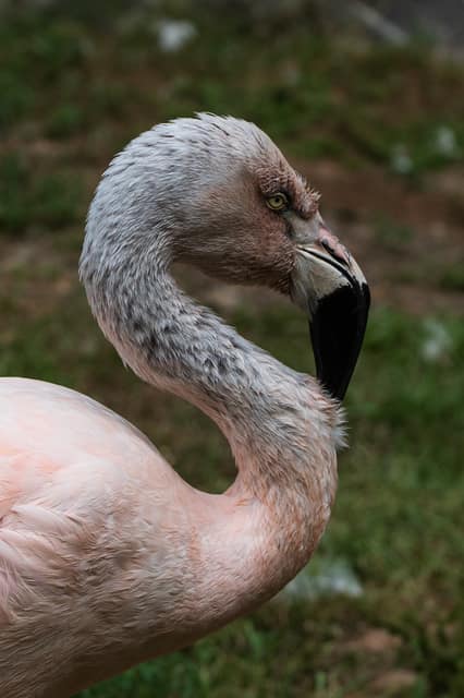 Chilean flamingo in profile, pale pink plumage and a black-tipped bill