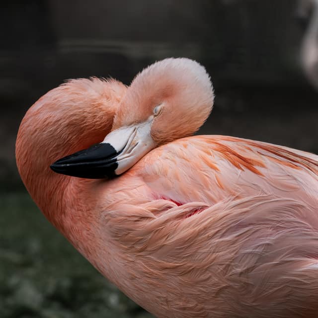 Flamingo asleep with its head tucked along its back, a swirl of pink feathers