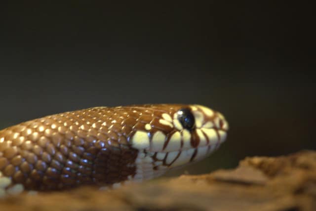 A close-up of a snake head and its patterned scales