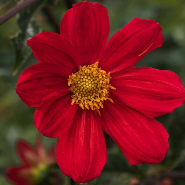 Red dahlia in full bloom with a golden center, against soft green
