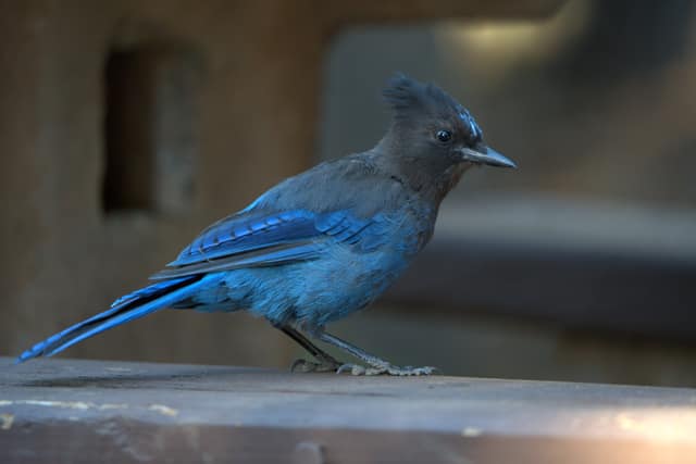 A Steller's jay standing on a weathered rail
