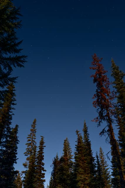 Moonlit pines reaching into a star-scattered blue night sky