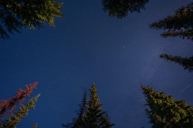 Looking straight up through a ring of conifers at a star-filled night sky