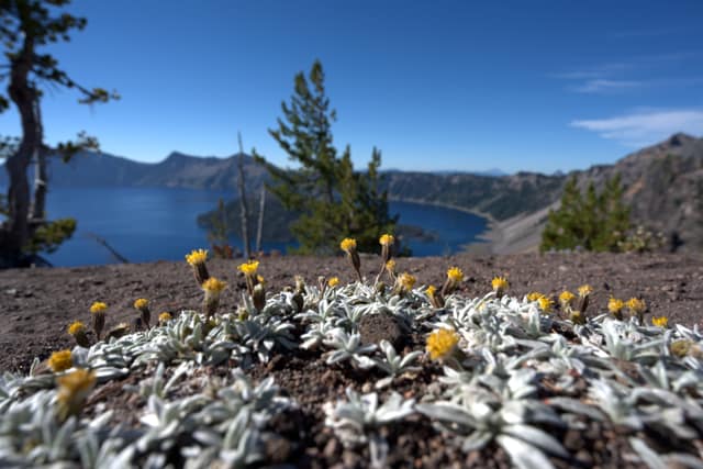Alpine wildflowers on the rim above Crater Lake and Wizard Island