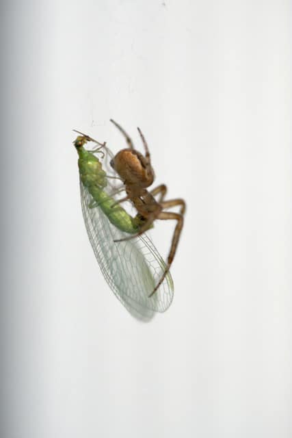 A small spider and its green-winged prey on a white wall