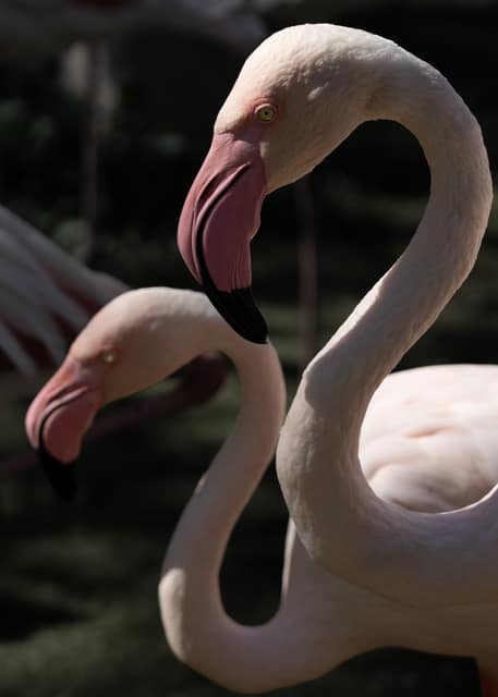 Two flamingos with their curved necks intertwined