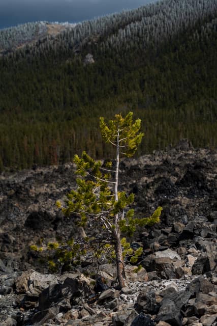 Young pine rooted in old lava