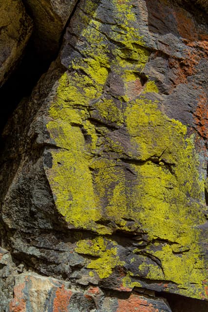 Chartreuse lichen painting a boulder