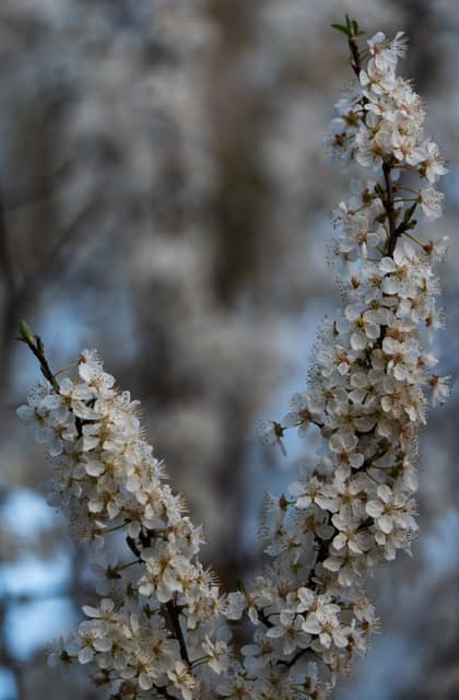 Plum blossoms drooping in soft focus