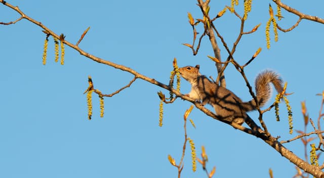 Squirrel stretched along a catkin branch
