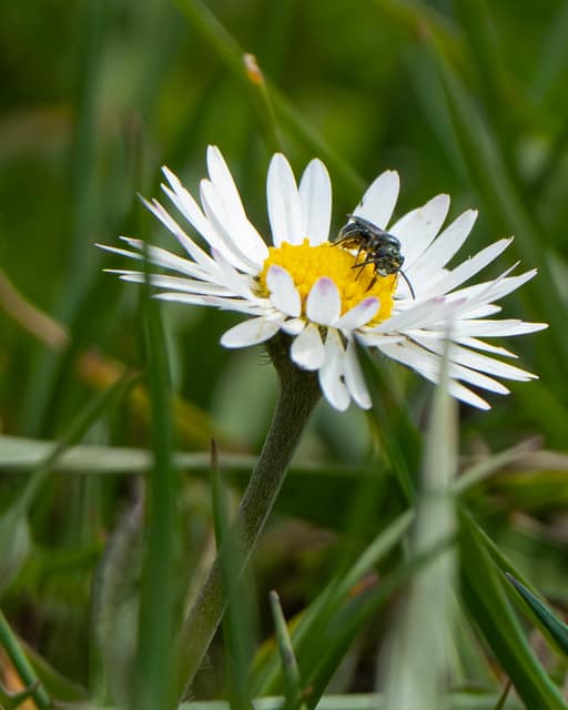 Two flies sharing a daisy bloom