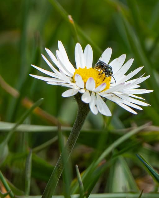 Hoverflies working a daisy, macro