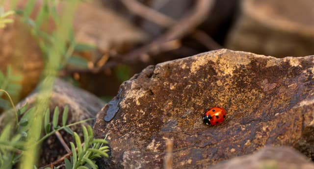 Ladybug rounding a sunlit stone