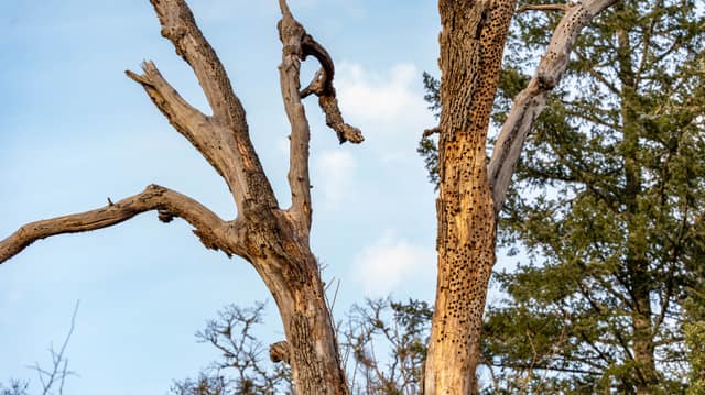 A gnarled bare oak reaching into a bright blue sky