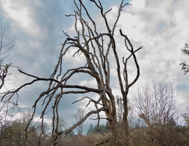 A bare, twisting oak against a dramatic cloudy sky