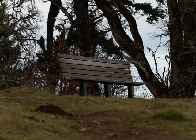 A weathered bench beneath a bare tree, valley beyond