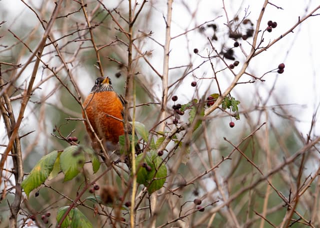 An American robin perched among bare, berry-dotted branches