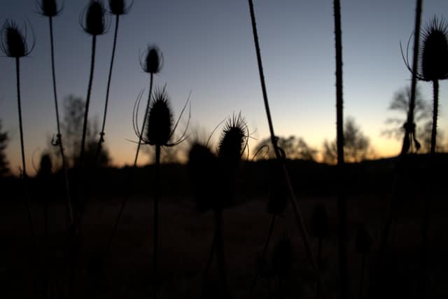 Teasel seed heads silhouetted against an amber dusk sky